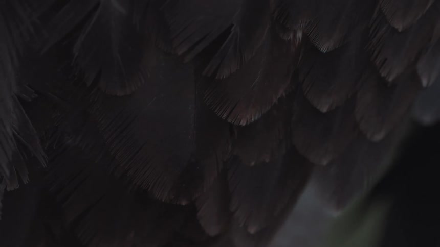 Close up of an eagles wing getting ready to fly