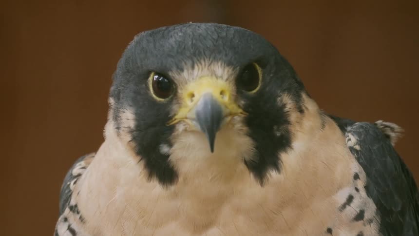 A bird with a curved sharp beak