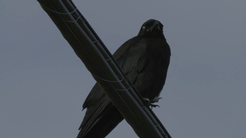 A black bird on top of an object and the wind blowing through its hair
