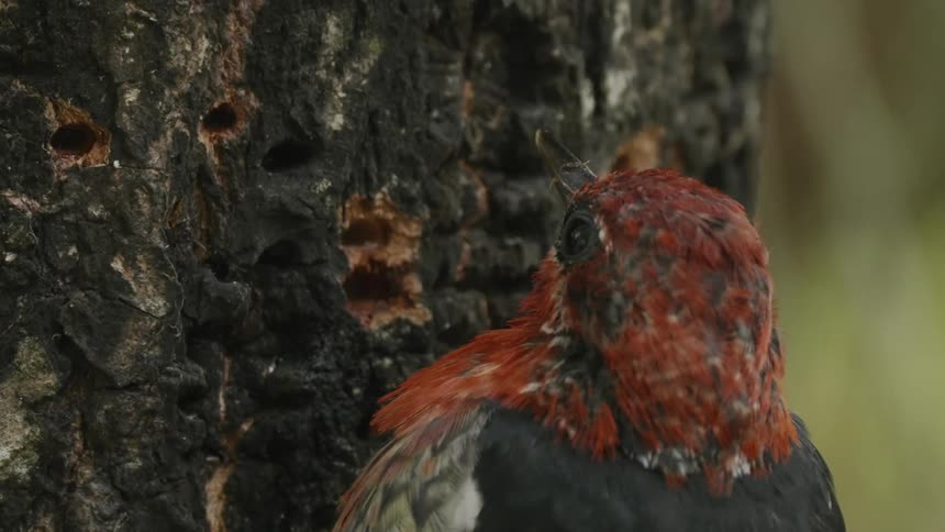 A small bird with red and gray feathers pecking at a tree trunk