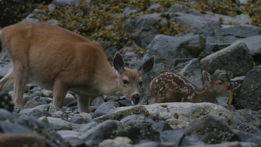 A sitka deer and its fawn eating in a stony field