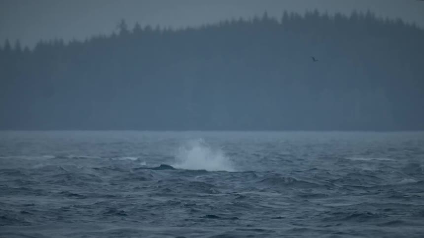 The tail of a whale that is out of the water and then comes in and makes a splash in the water