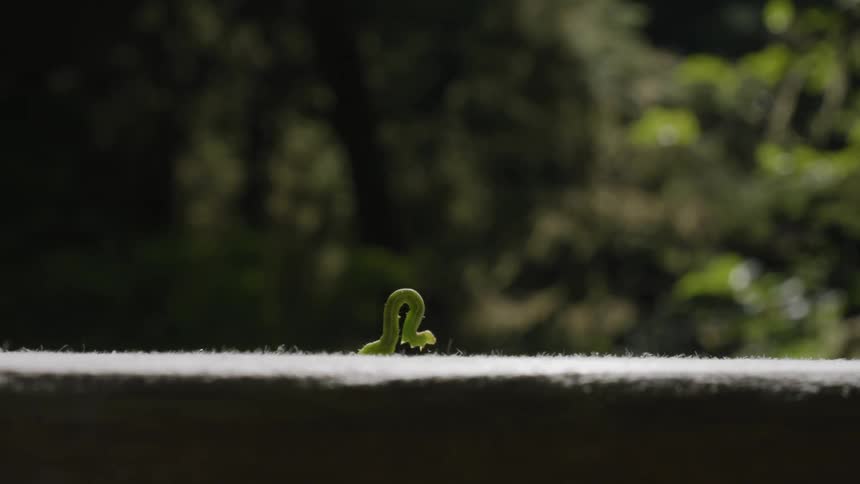 View of a small green insect crawling with its legless body