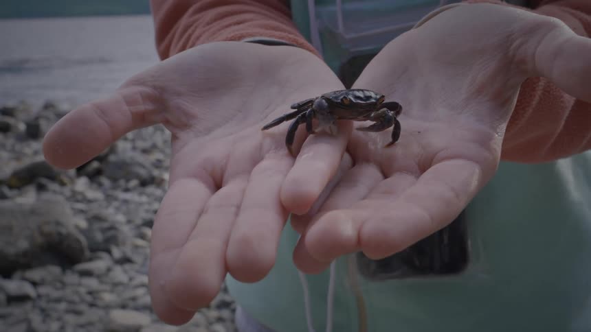 A person holding a crab near the beach