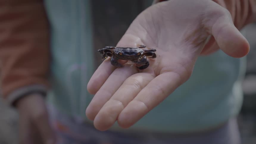 A small crab in the hands of a human