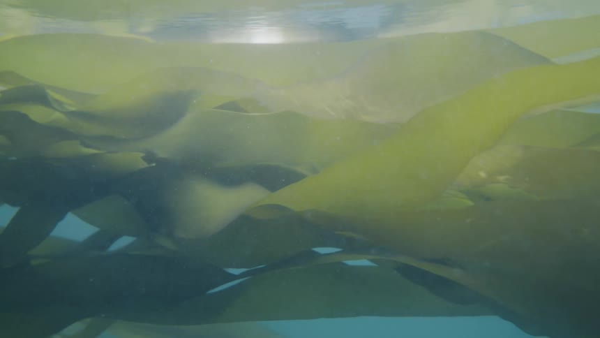 Underwater ocean plant edible kelp, bull kelp, bullwhip kelp, ribbon kelp, bladder wrack moving in the current