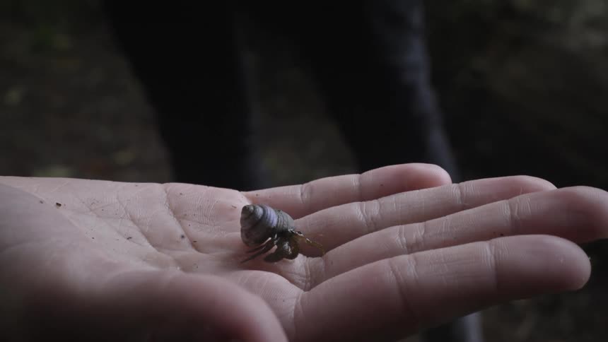 A person holding an insect with his palm