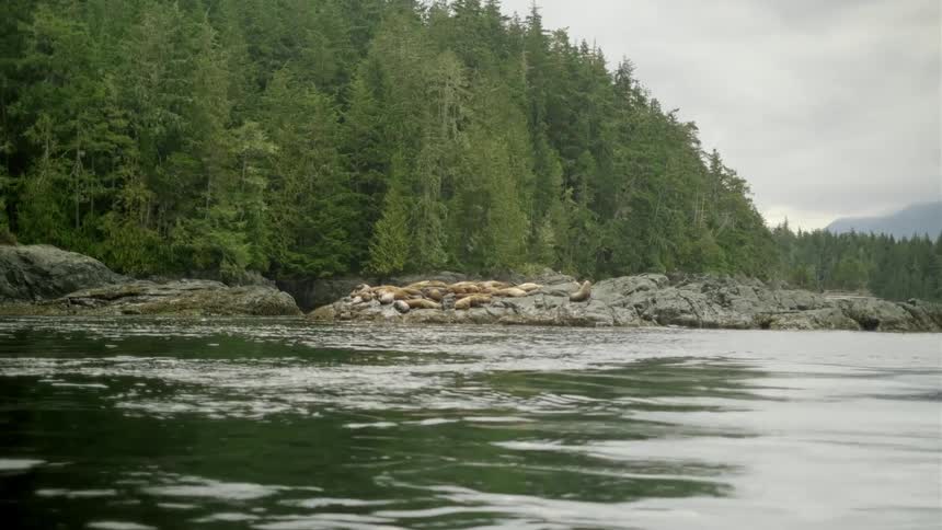 A group of seals rests on a rocky outcrop along a forested coastline with overcast skies above