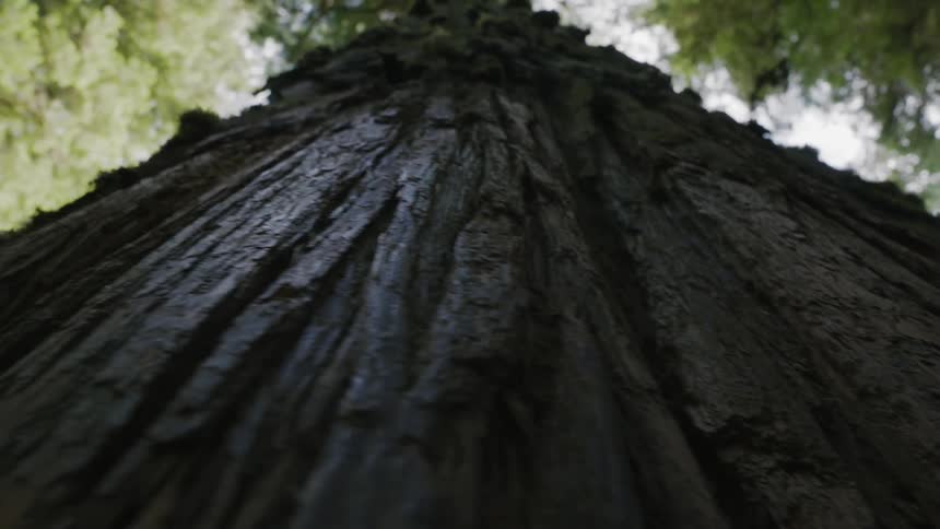 View from below of a tree trunk in the midst of nature