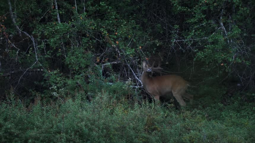 A deer with branches feeding on leaves from a tree