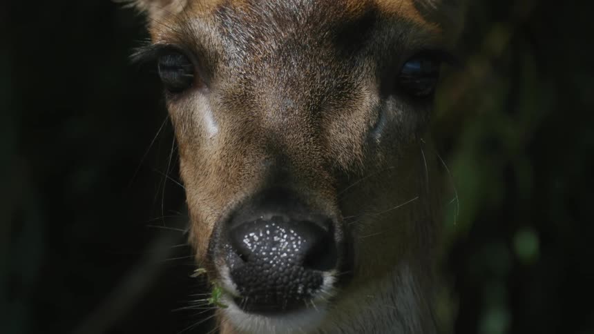 A deer looking forward while chewing grass