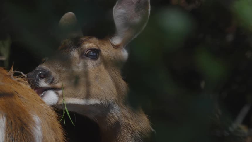 A deer eating grass is scratching its body with its mouth
