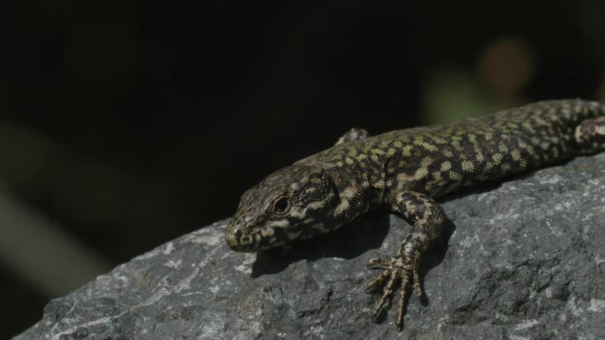 A lizard runs off a rock