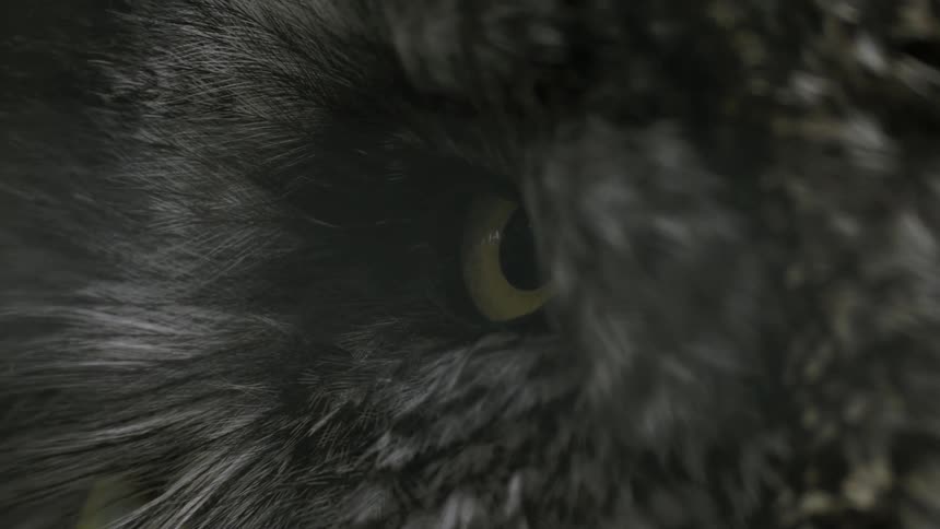 A close up clip on an owl
