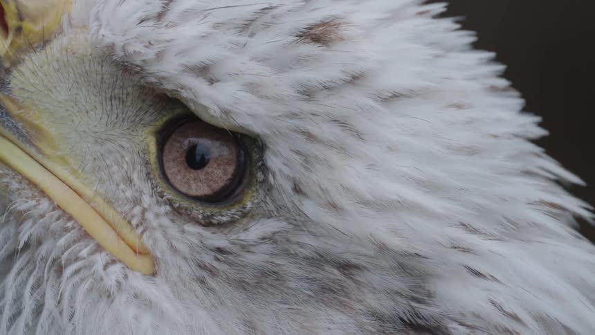 The face of an eagle with an orange beak and white fur