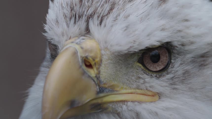 Close up of bald eagles white head