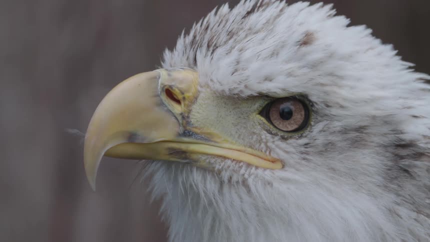 A bald eagle with a yellow beak is looking around