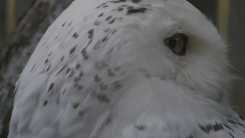 Owl winks at you. White Owl Close Up