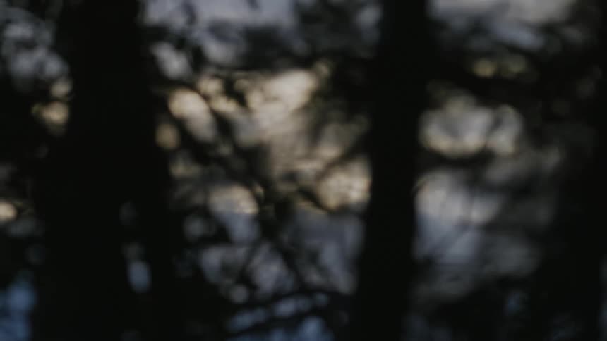 Blurry view of tree silhouettes against the dawn sky