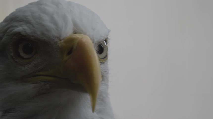 A bald eagle with white fur and a yellow beak