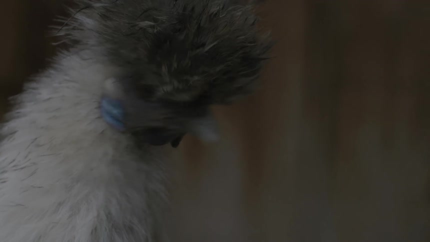 A kind of chicken with a tuft of hair goes to the left
