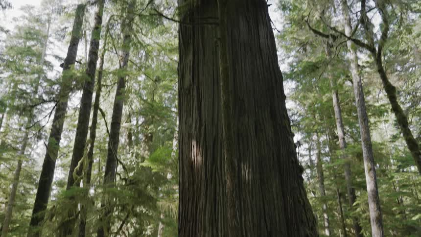 A person hugging the trunk of an ancient tree in the forest