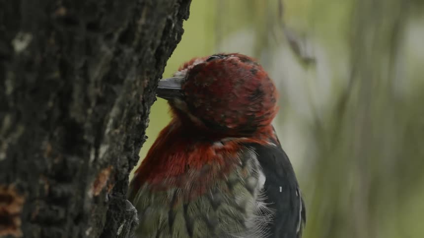 Closeup of a bird pecking at a tree trunk