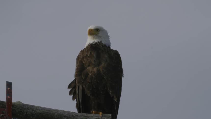 An eagle looks around as it sits on a perch high in the air