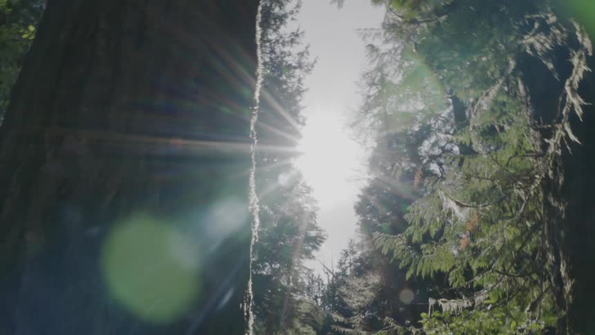 A forest with a huge trunk of trees and the sun shining brightly in the sky