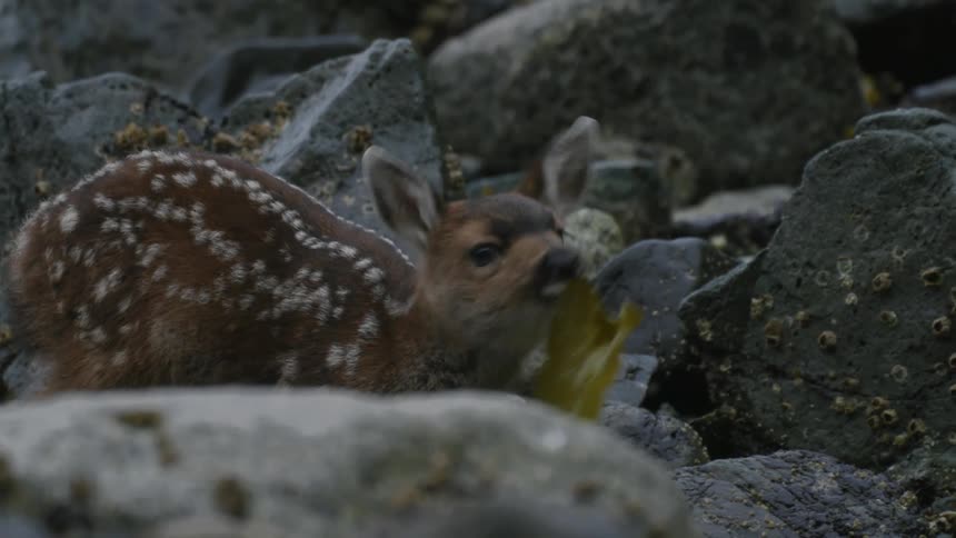 A fawn baby deer in the midst of rocks eating a leaf