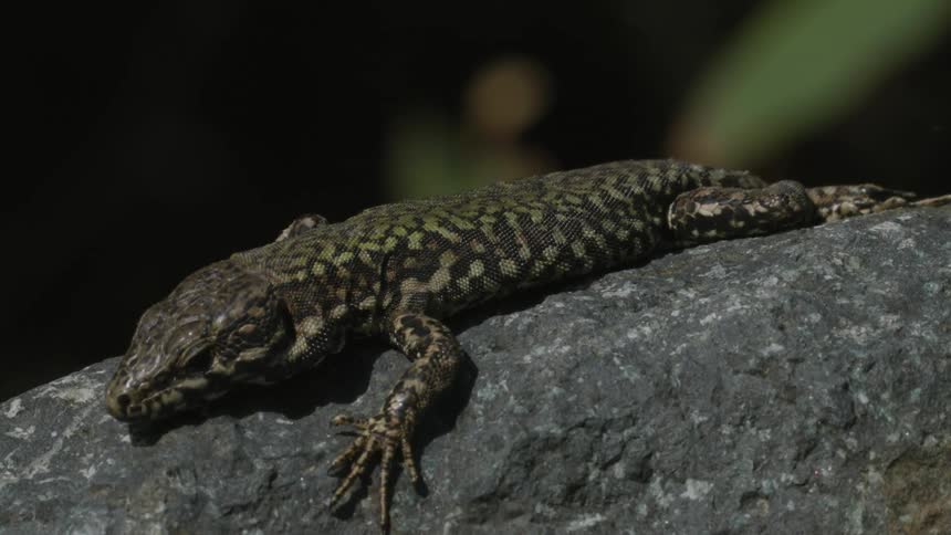 A lizard on a rock in the forest