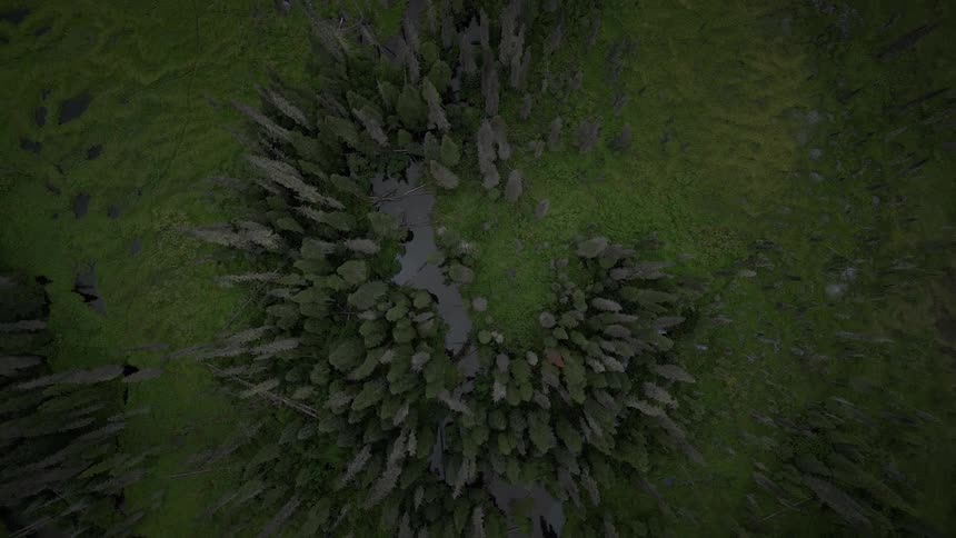 Aerial of pine forest during dusk