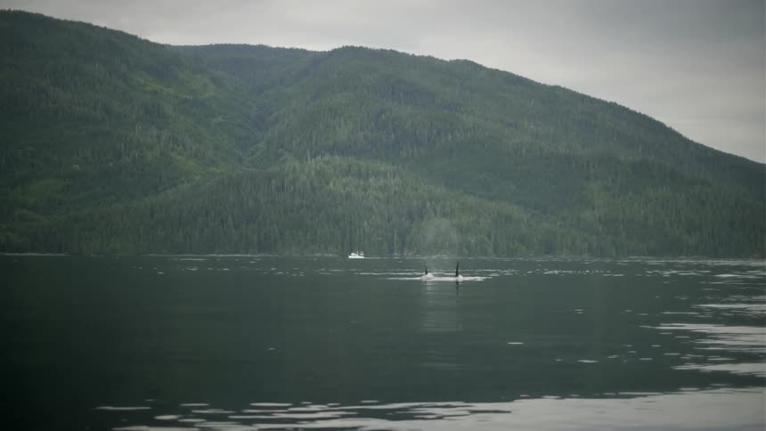 Orcas Breaching on the shores of Vancouver Island