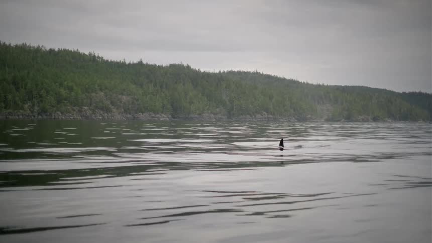 An Orcas fin that was on the surface of the water hides in the water