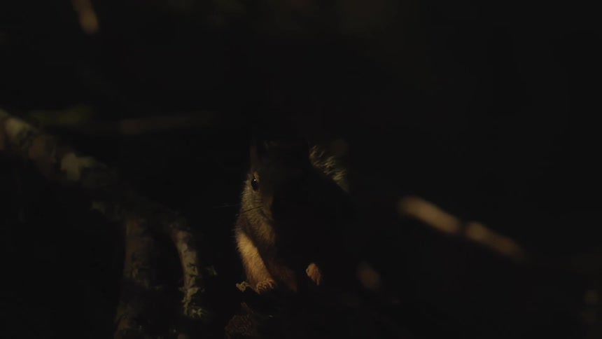 A squirrel on branches in a dark region
