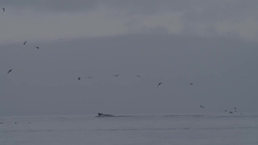Panorama of the sea with birds flying