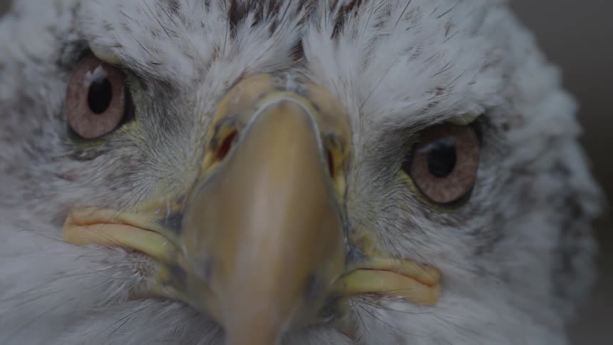 A bald eagle staring straight ahead