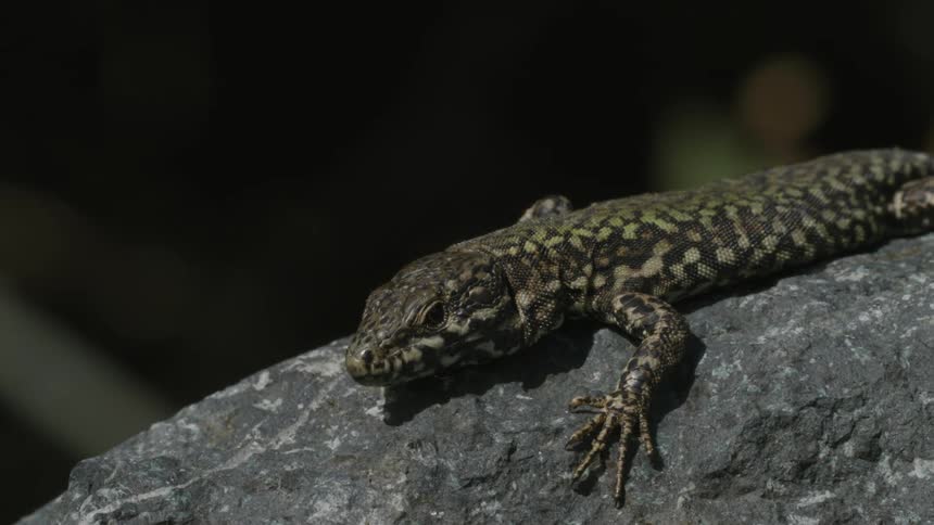 Lizard on top of a rock