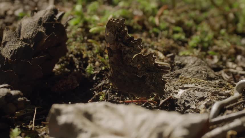 A butterfly moves its wings on the ground