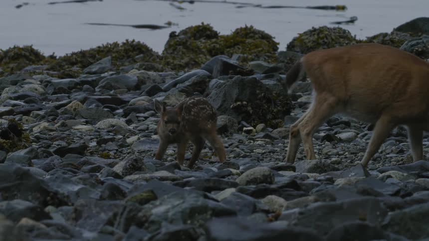 Two deer on top of rocks that are on a coast