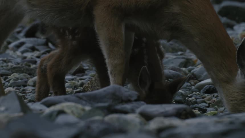 A fawn baby deer walking among the rocks and going to drink water