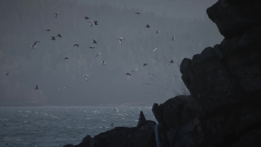 Seabird flying over the ocean on Vancouver Island