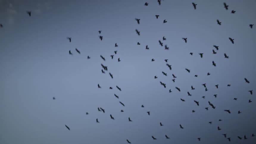 A flock of birds flying together in the sky