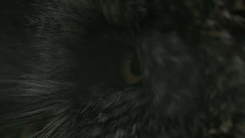A close up clip of an Owl