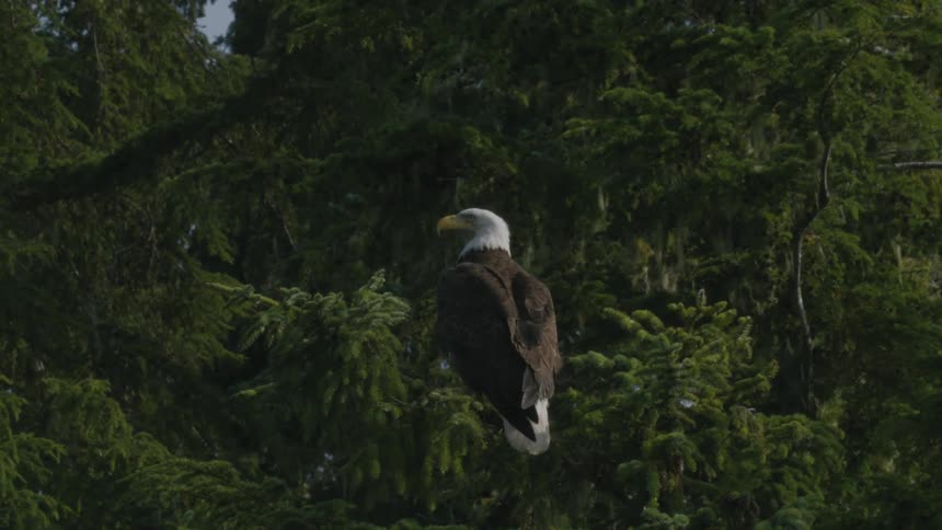 An american bald eagle is perched on the branch of a pine tree surrounded by dense foliage