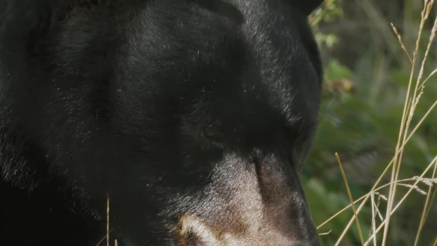 Closeup of a black bear in the forest
