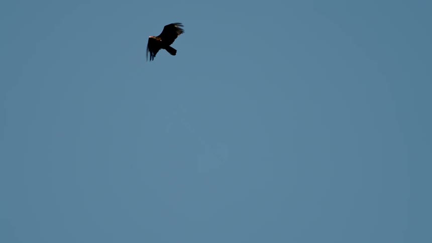 A vulture flying in the blue sky