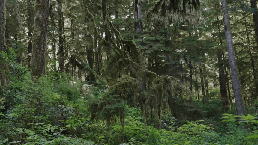 Moss hangs from trees in the forest filled with plants and vegetation