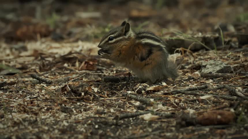 A small squirrel on the ground is feeding itself