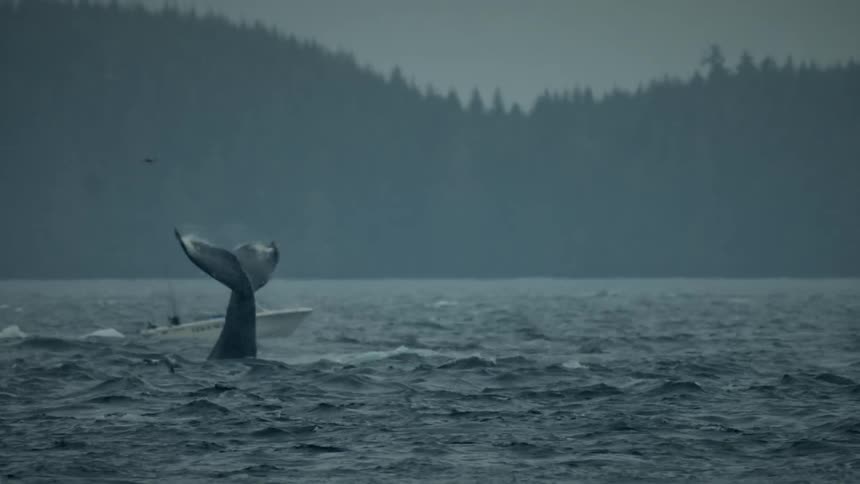 A whales tail hits the water and a boat is passing behind